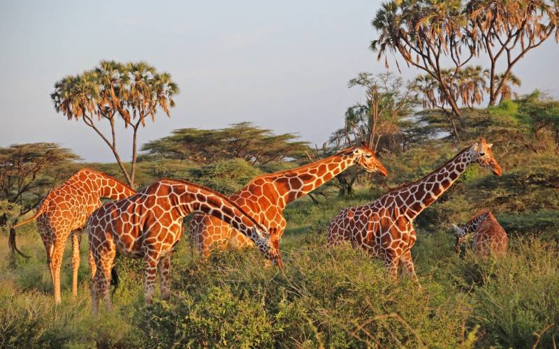 This is how Kenya will reap big from tourism this year